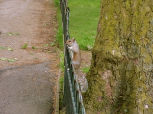 Squirrel in Hyde Park